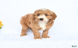 Cockapoo dogs for sale: Roxy - Image 2