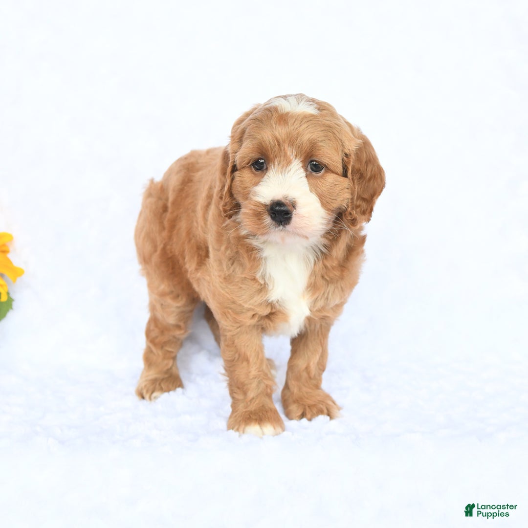 Cockapoo dogs for sale: Roxy - Image 2