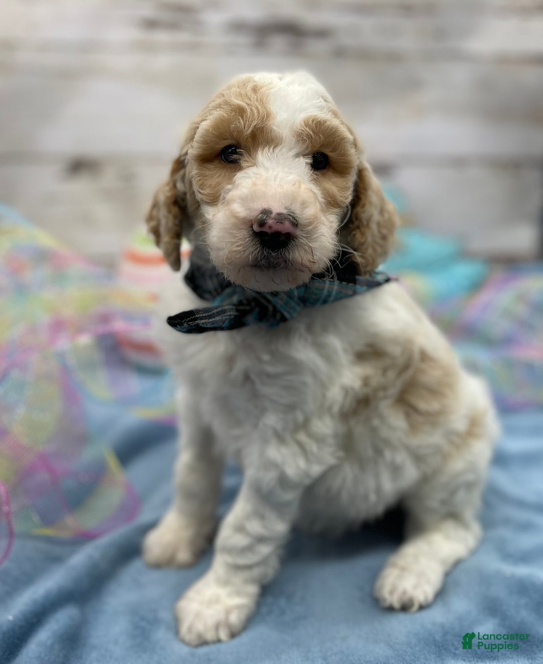 Standard Poodle dogs for sale: Gus - Image 16