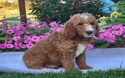 Goldendoodle dogs for sale: Royal - Image 2