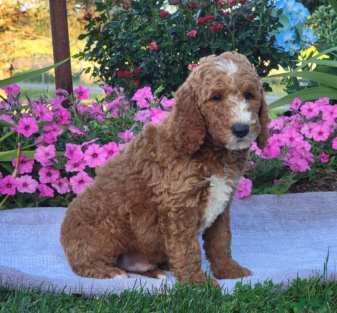 Goldendoodle dogs for sale: Royal - Image 2