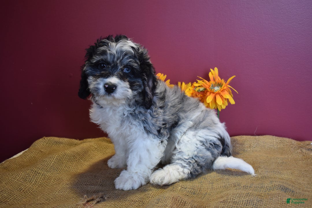 Cavapoo dogs for sale: Joann - Image 12