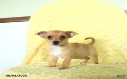 Chihuahua dogs for sale: Chihuahua 4 puppies - Image 1