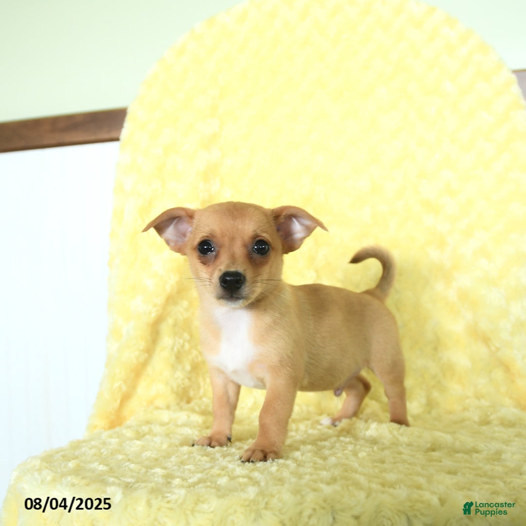 Chihuahua dogs for sale: Chihuahua 4 puppies - Image 1