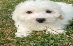 Bichon Frise dogs for sale: Bruno - Image 1
