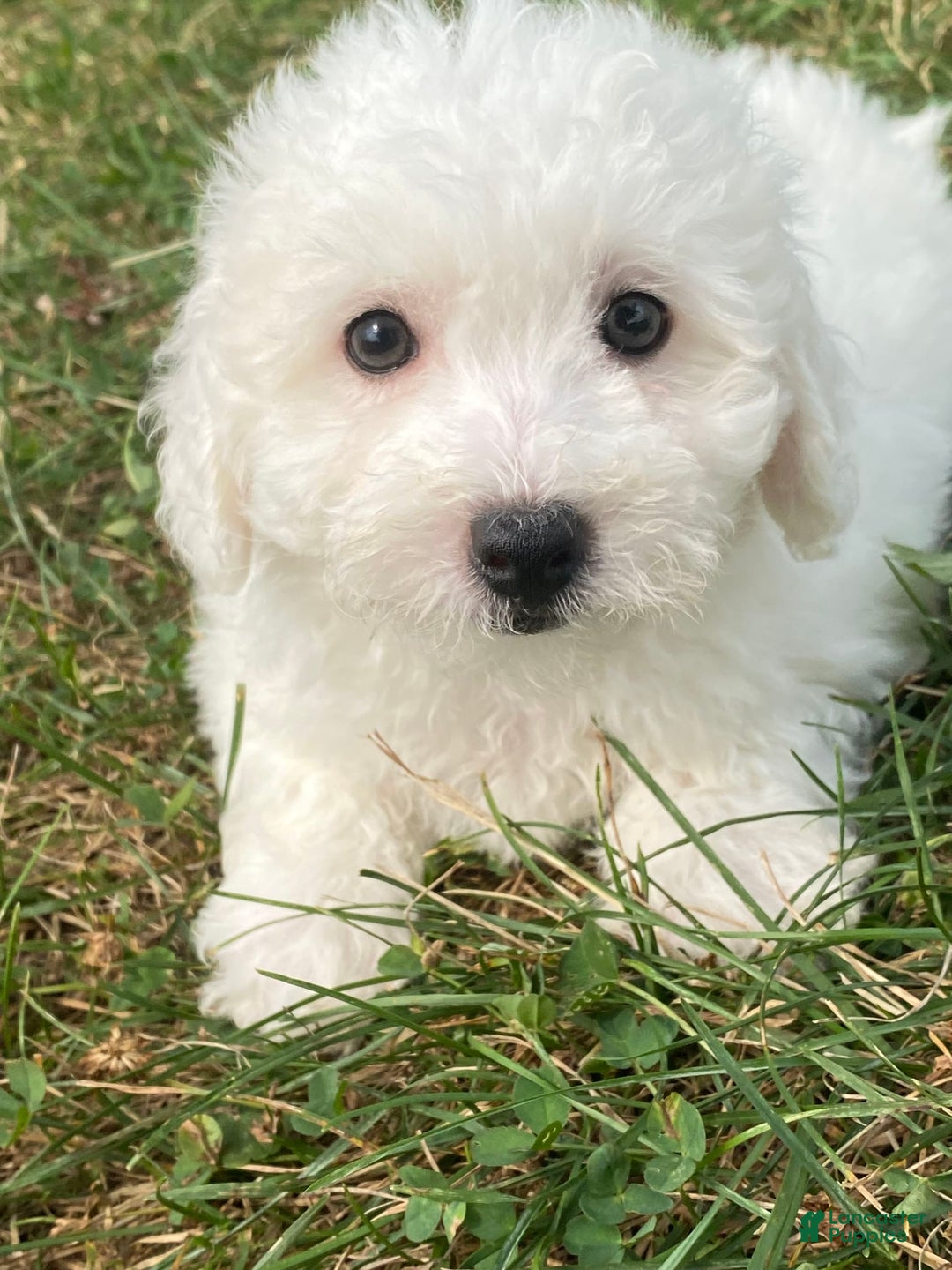 Bichon Frise dogs for sale: Bruno - Image 1