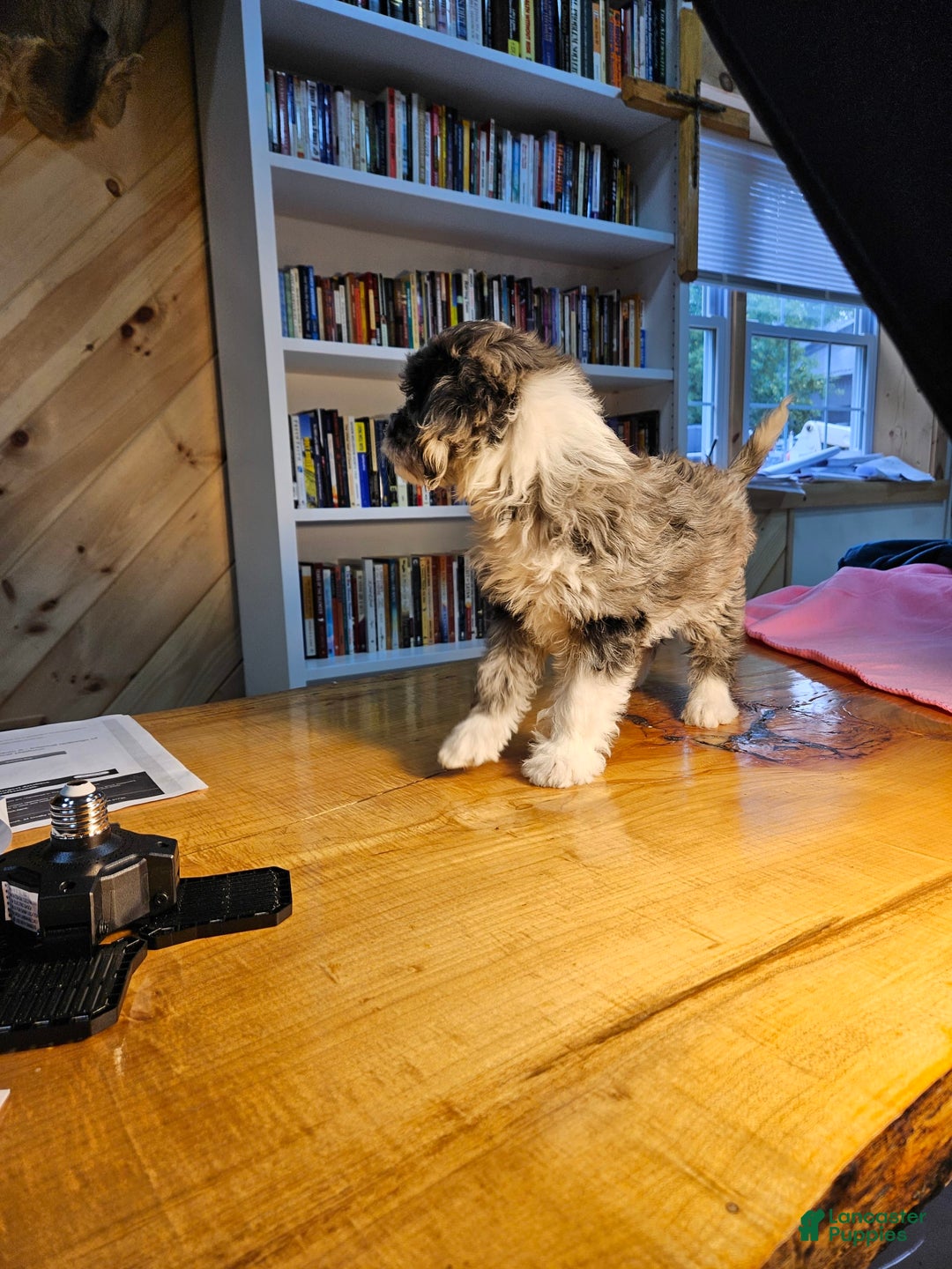 Portuguese Water Dog dogs for sale: Skylar - Image 6