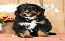 Mini Bernedoodle dogs for sale: Tate - Image 7