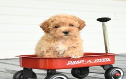 Maltipoo dogs for sale: Ruby - Image 5