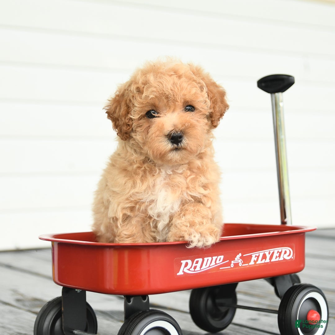 Maltipoo dogs for sale: Ruby - Image 5