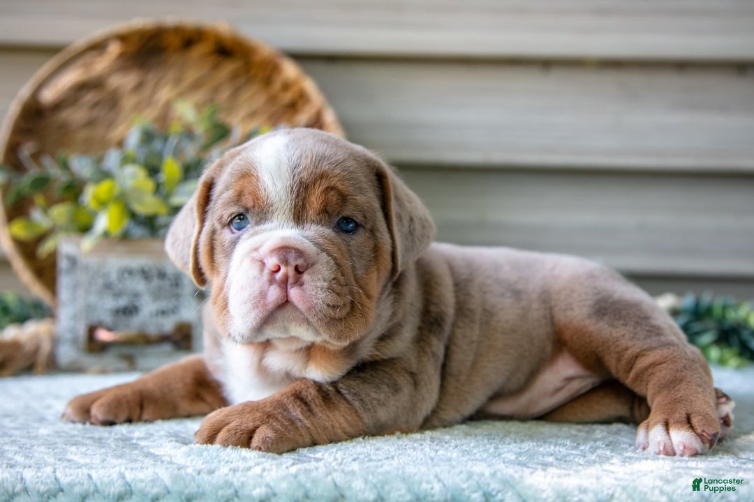 Beabull dogs for sale: Sweetie - Image 2
