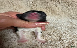 Miniature Schnauzer dogs for sale: Miniature Schnauzer 1 puppies - Image 3