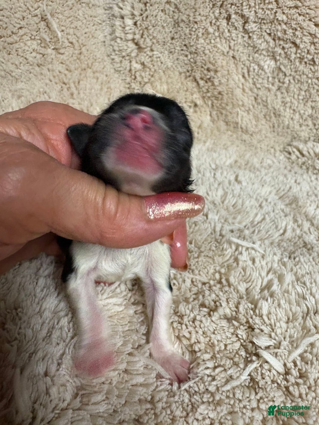 Miniature Schnauzer dogs for sale: Miniature Schnauzer 1 puppies - Image 3