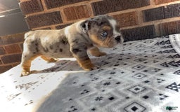 English Bulldog dogs for sale: Tyson - Image 4