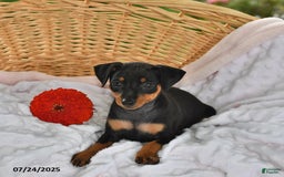 Miniature Pinscher dogs for sale: Buster - Image 2