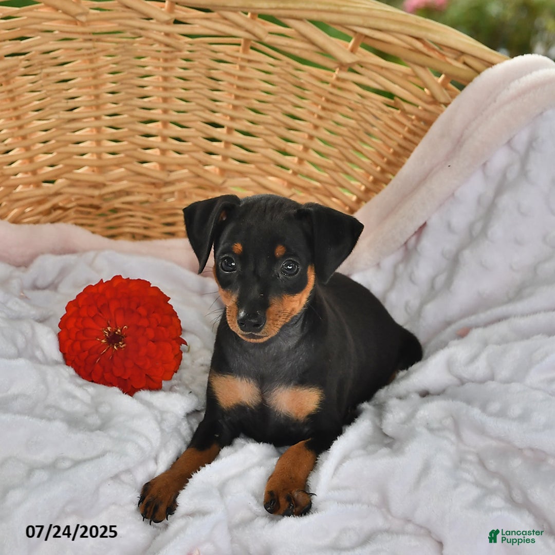 Miniature Pinscher dogs for sale: Buster - Image 2