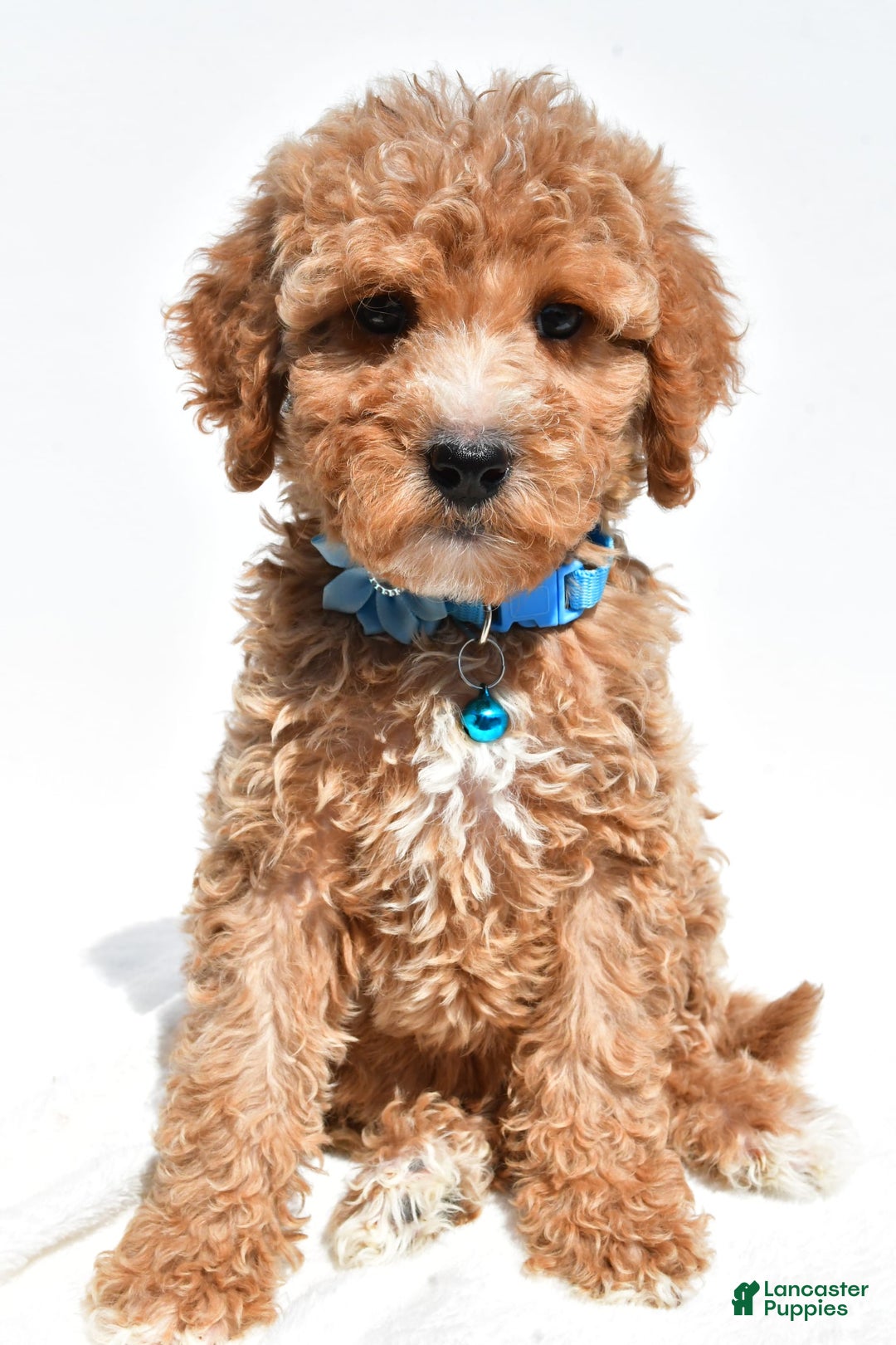 Mini Goldendoodle dogs for sale: Tabbi - Image 1