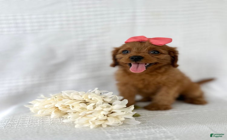 Cavapoo dogs for sale - Ad 4