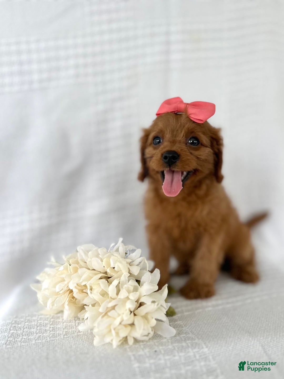 Cavapoo dogs for sale: Candy - Image 1