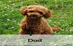 Mini Bernedoodle dogs for sale: Carter - Image 11