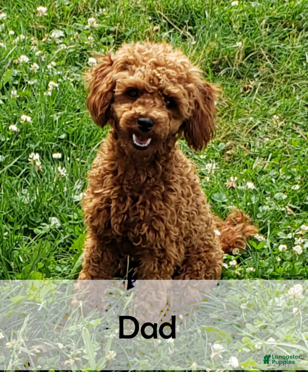 Mini Bernedoodle dogs for sale: Carter - Image 11