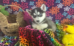 Siberian Husky dogs for sale: Pippa - Image 4