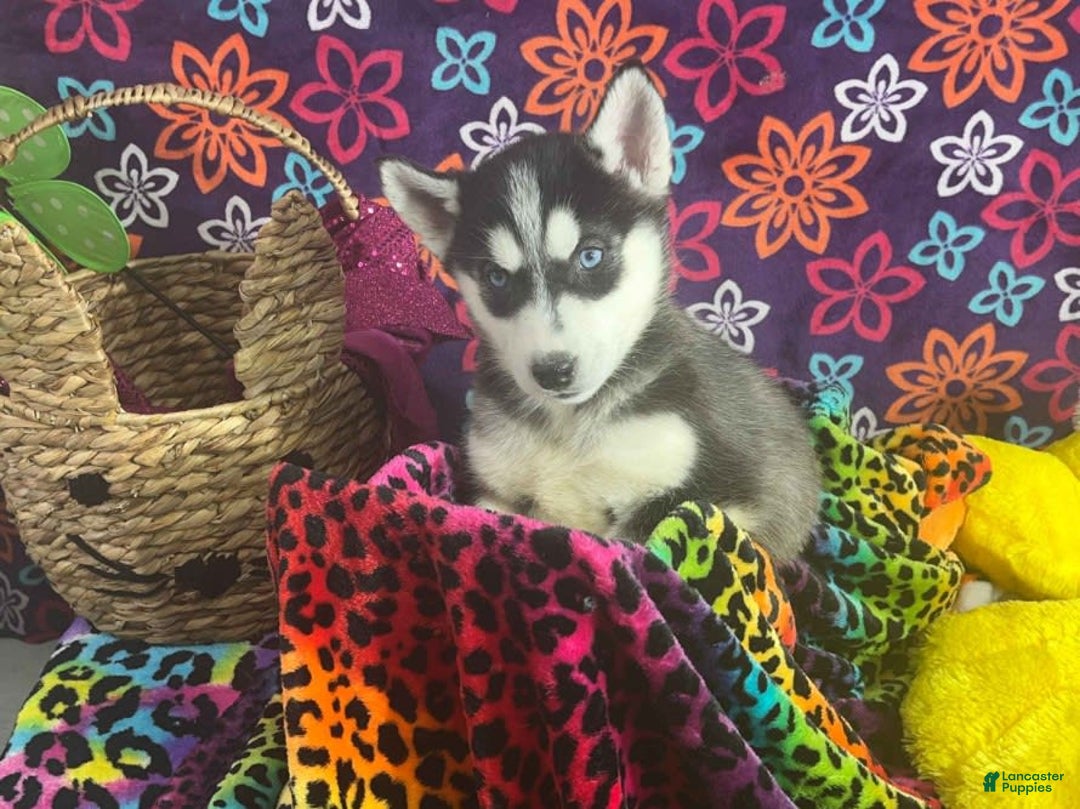 Siberian Husky dogs for sale: Pippa - Image 4