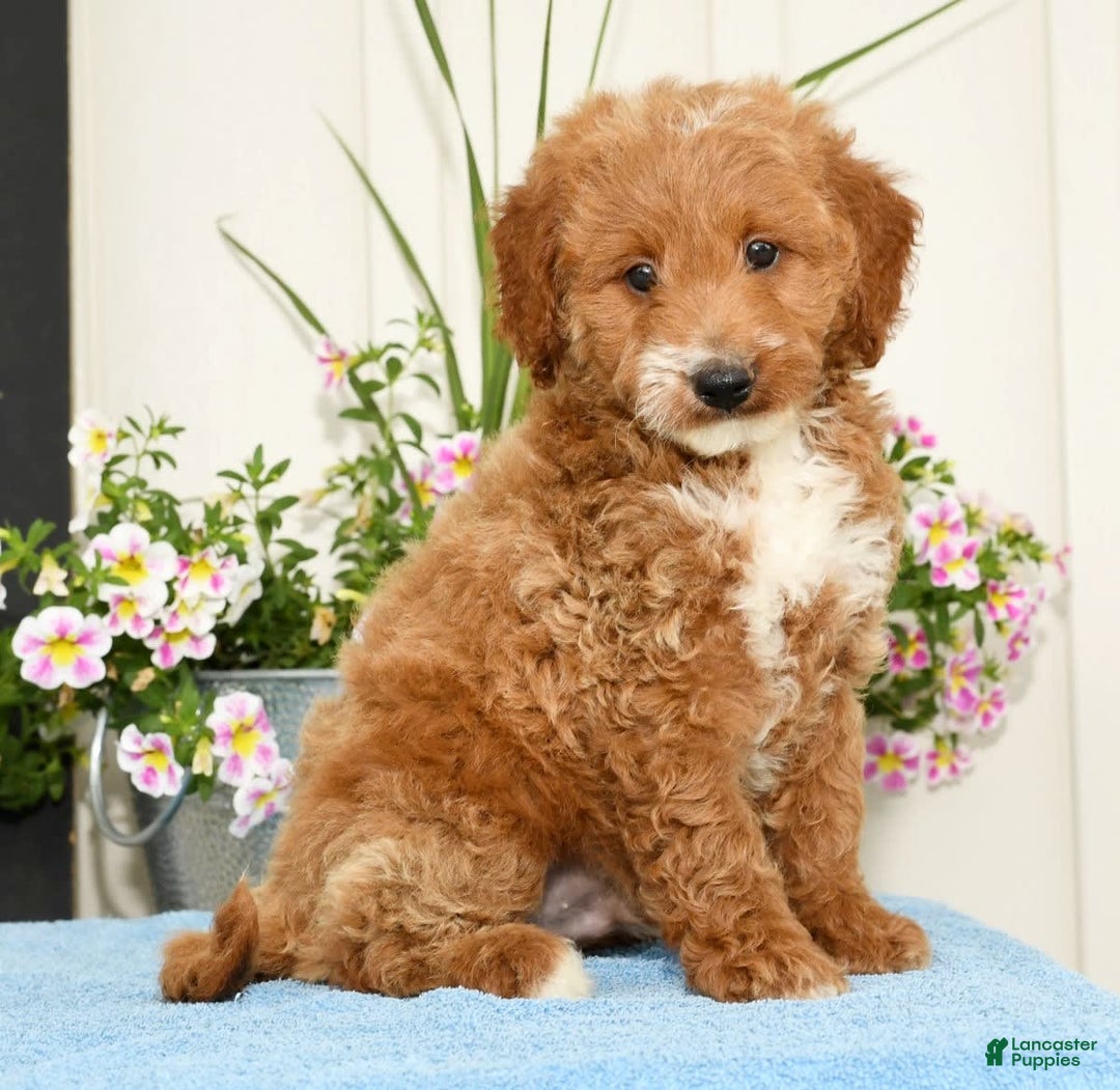 Mini Goldendoodle dogs for sale: Quinn - Image 9