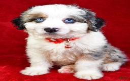 Mini Aussiedoodle dogs for sale: Austen - Image 1