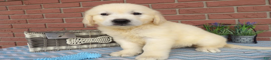 Randy