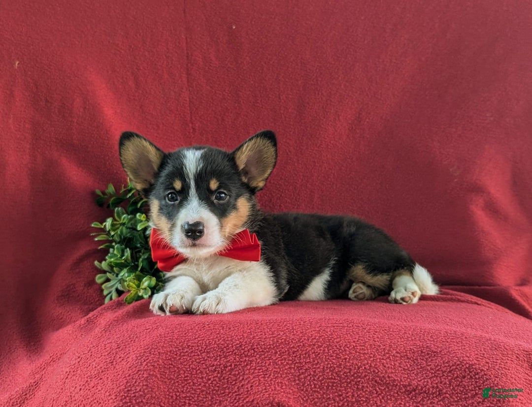 Welsh Corgi Pembroke dogs for sale: Kendrik - Image 7