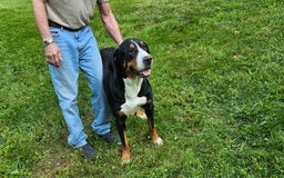 Greater Swiss Mountain Dog dogs for sale: Noel - Image 4