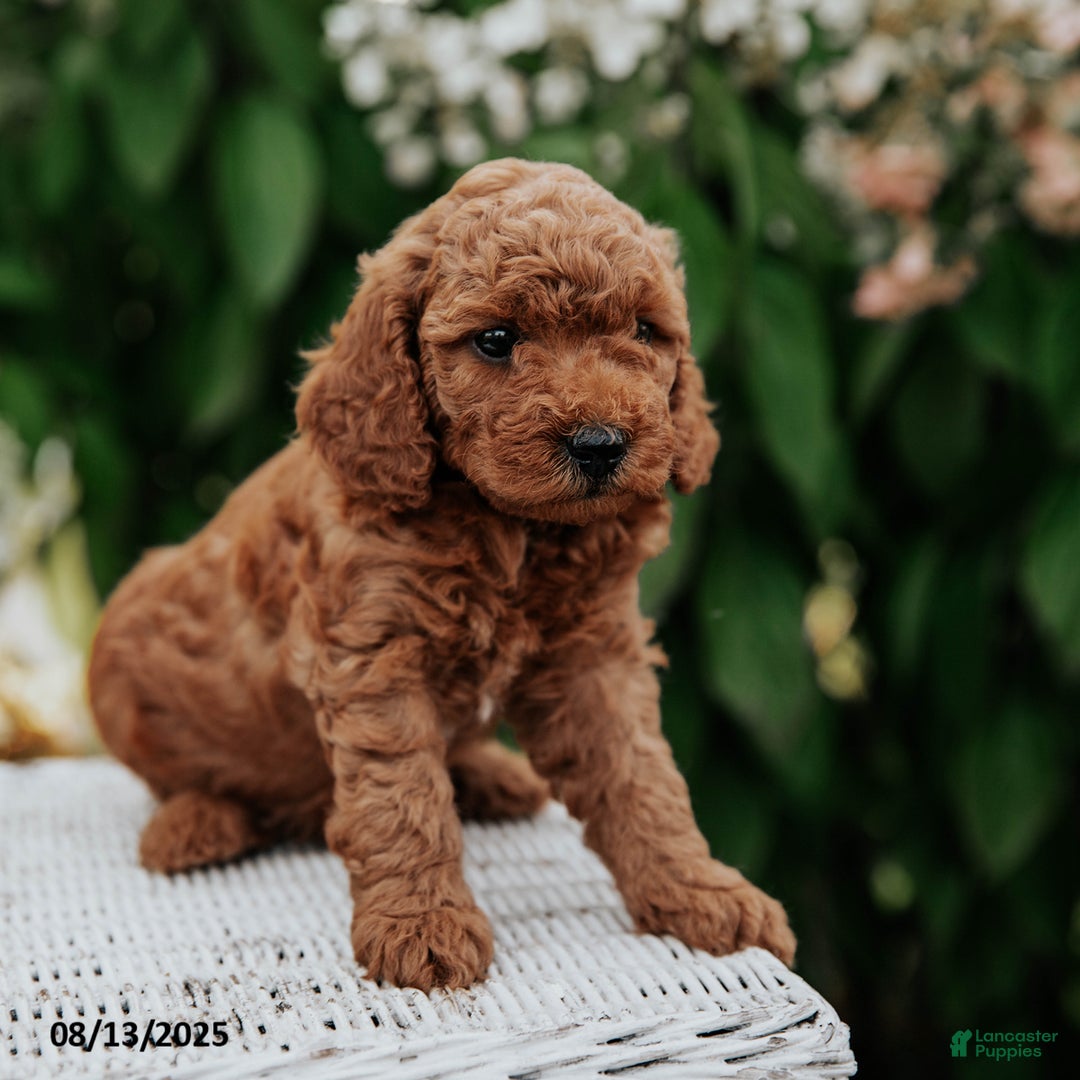 Cavapoo dogs for sale: Titan - Image 1