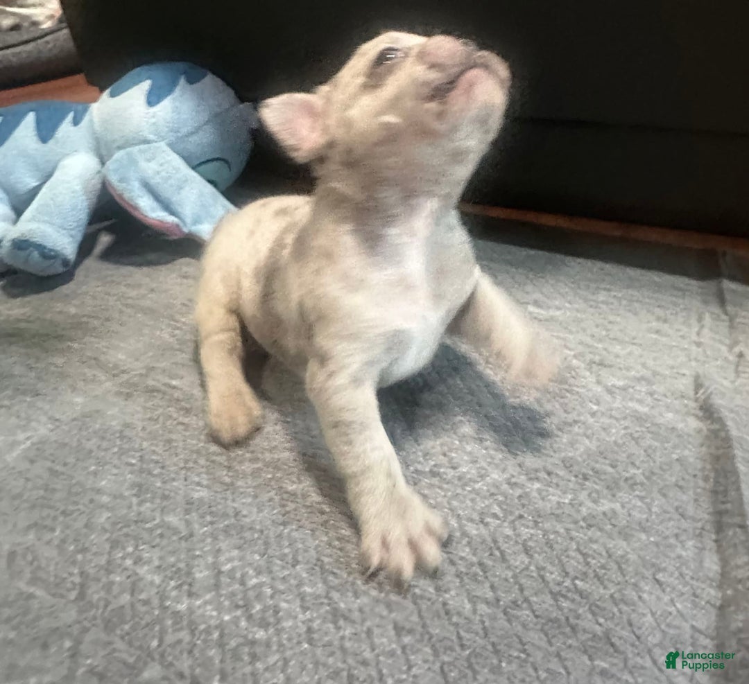 French Bulldog dogs for sale: Cookie - Image 12