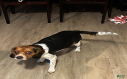 Beagle dogs for sale: No Name - Image 2
