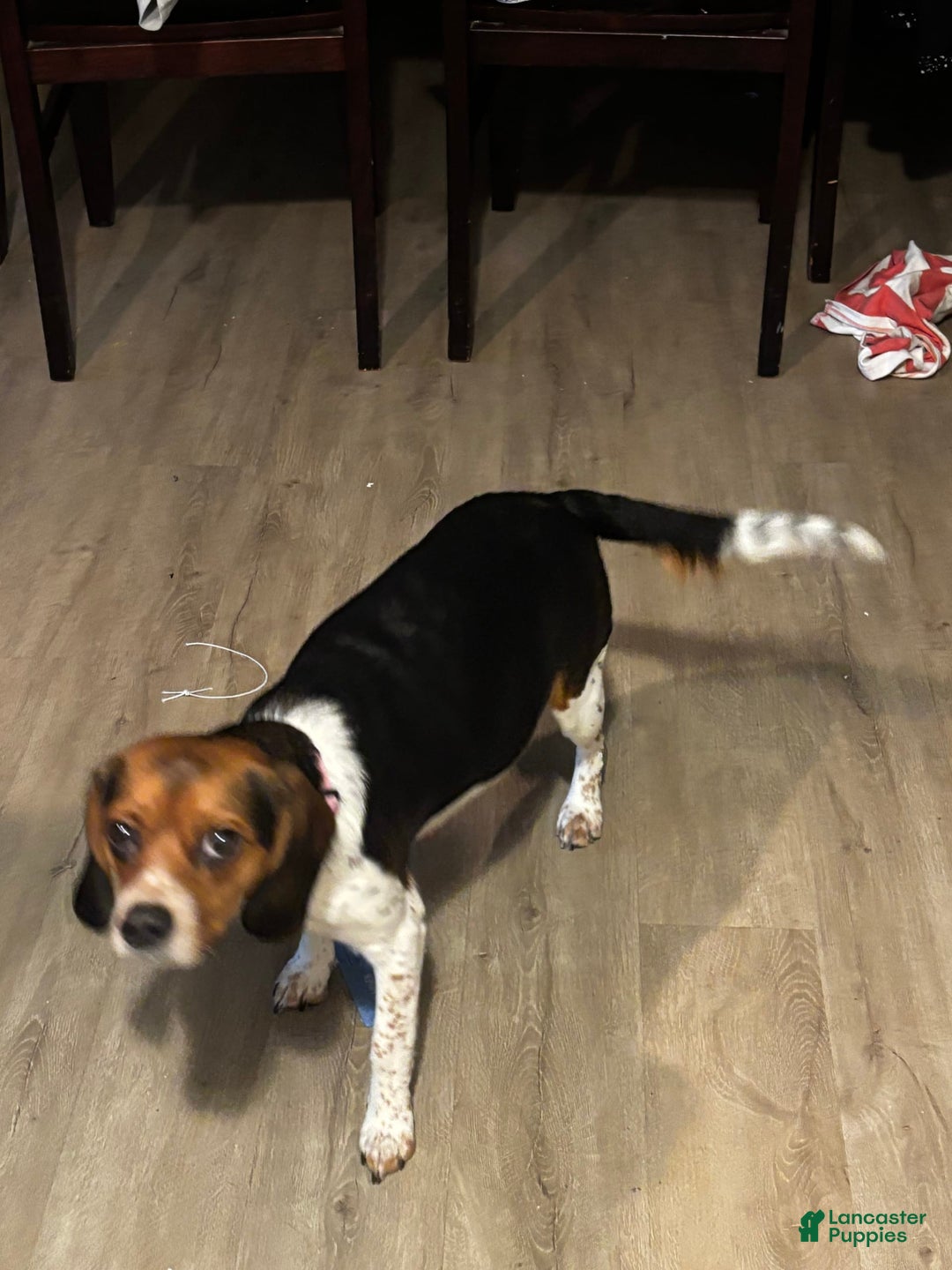 Beagle dogs for sale: No Name - Image 2