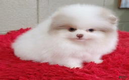 Pomeranian dogs for sale: Louie - Image 4