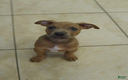 American Bully dogs for sale: Chocolate - Image 2