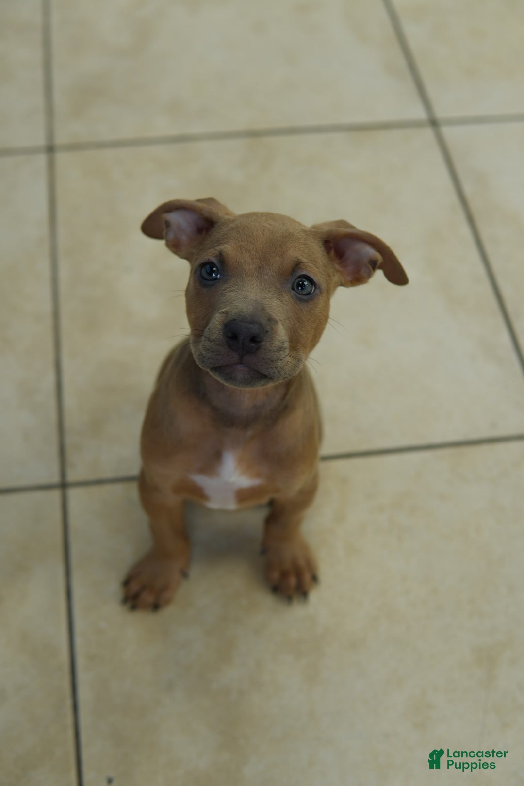 American Bully dogs for sale: Chocolate - Image 2