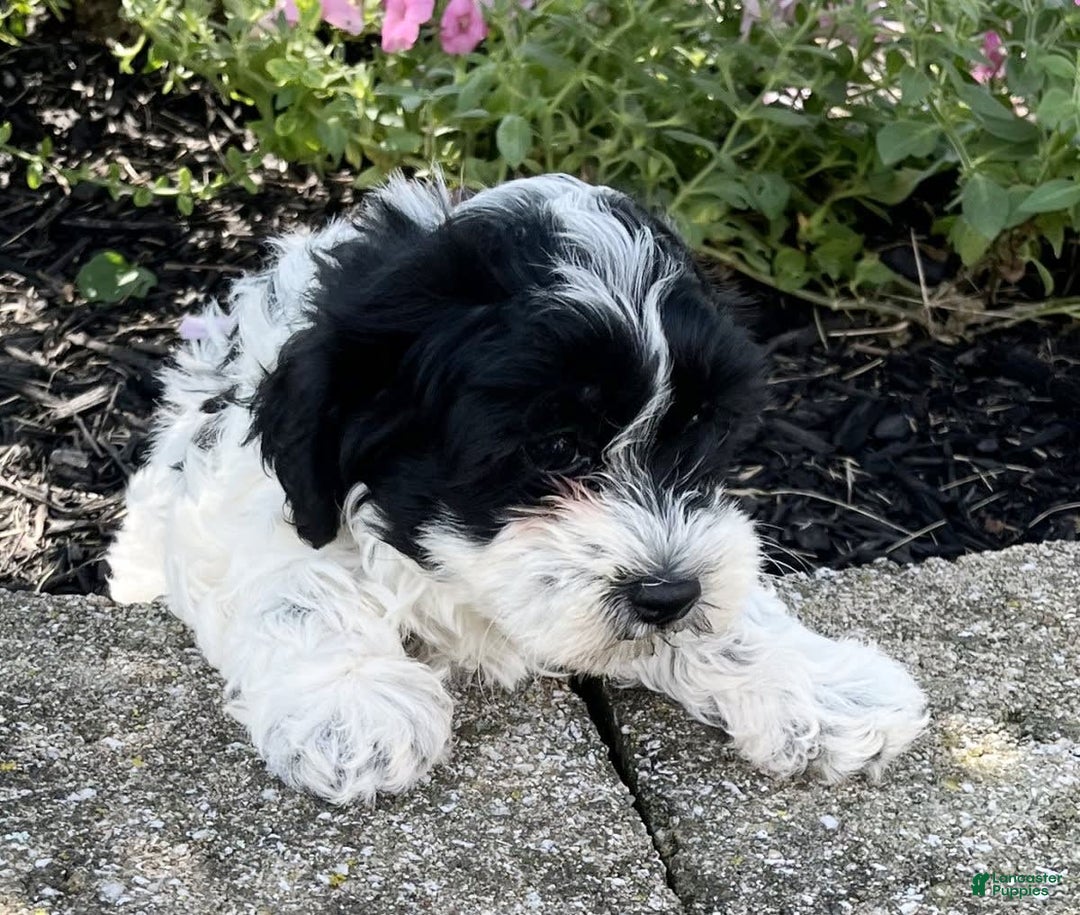 Havanese dogs for sale: Ben - Image 2
