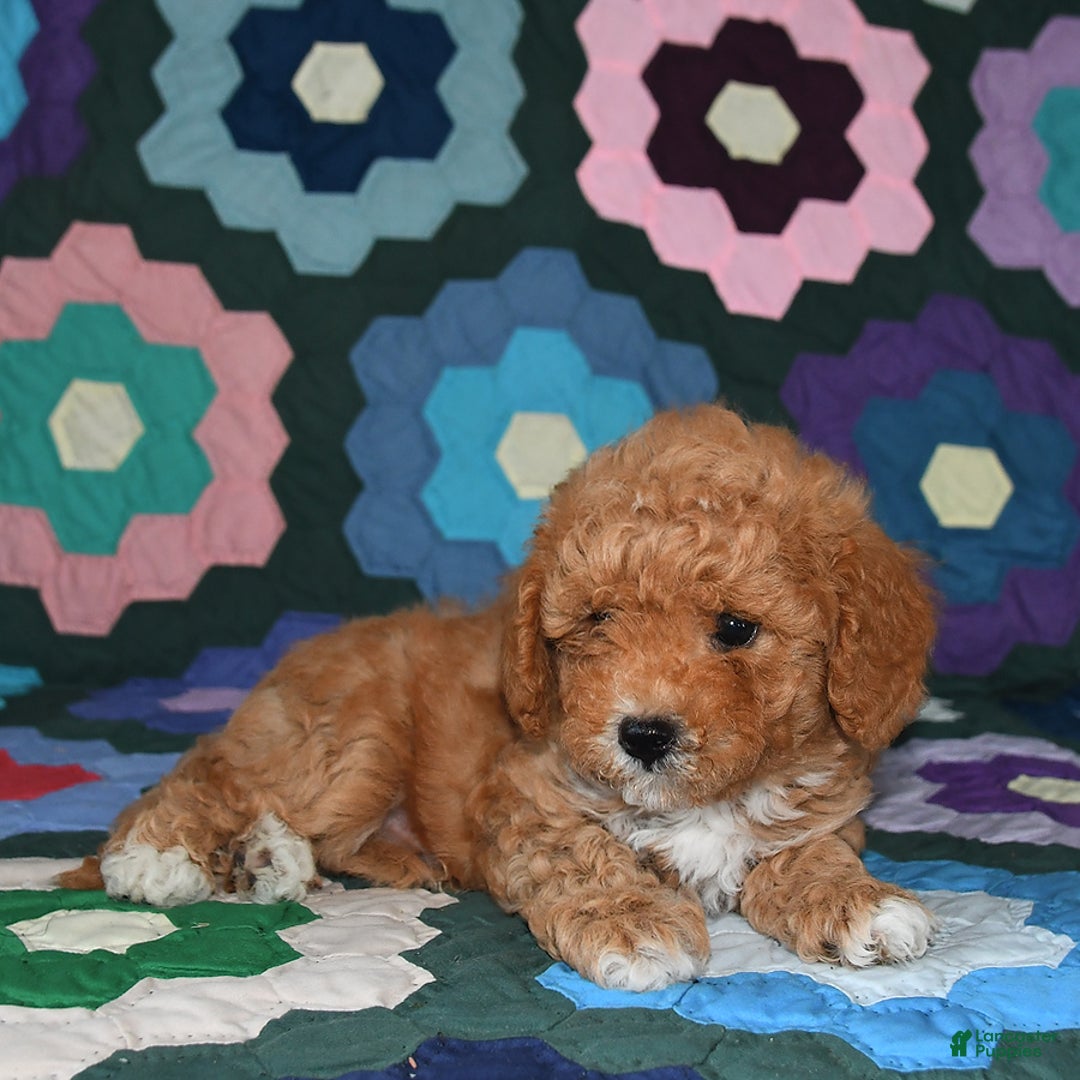 Miniature Poodle dogs for sale: Max - Image 5