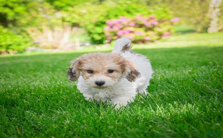 Bichpoo dogs for sale - Ad 3