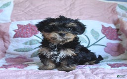 Morkie dogs for sale: Boots - Image 4