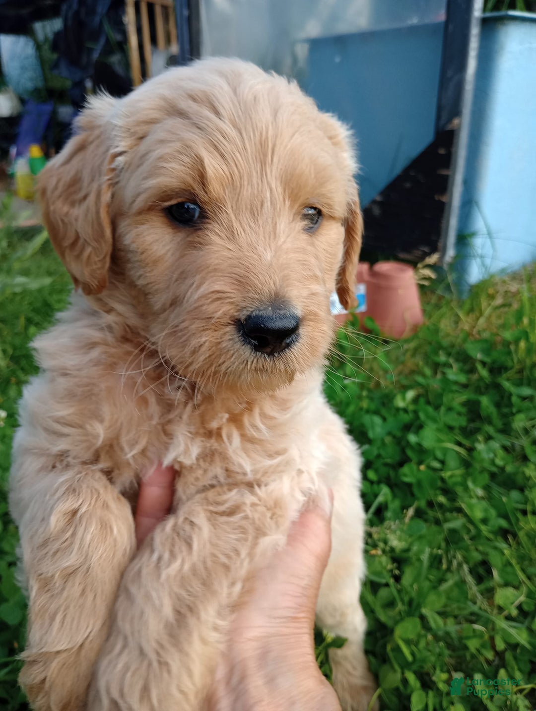 Goldendoodle dogs for sale: Black - Image 2
