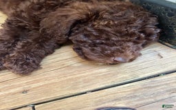 Aussiedoodle dogs for sale: Lady - Image 4