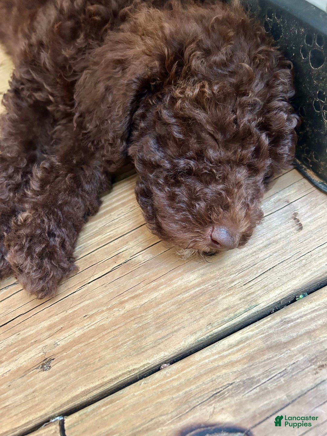 Aussiedoodle dogs for sale: Lady - Image 4