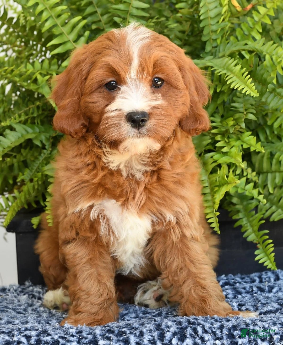 Cavapoo dogs for sale: Peanut - Image 6