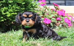 Cavalier King Charles Spaniel dogs for sale: Hope - Image 6