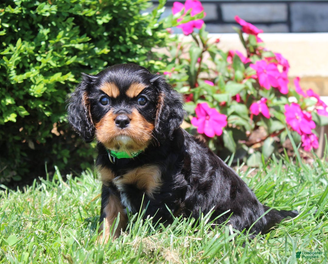 Cavalier King Charles Spaniel dogs for sale: Hope - Image 6