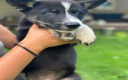 Gerberian Shepsky dogs for sale: Princess - Image 25